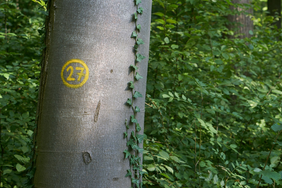 Künstler-Nekropole-Wald-Oskar-Blase-Udo-Dossi-Ruhnau-Kassel-Lena-Gehrmann-Sebastian-Tam-Sommer-Warm-Sonne