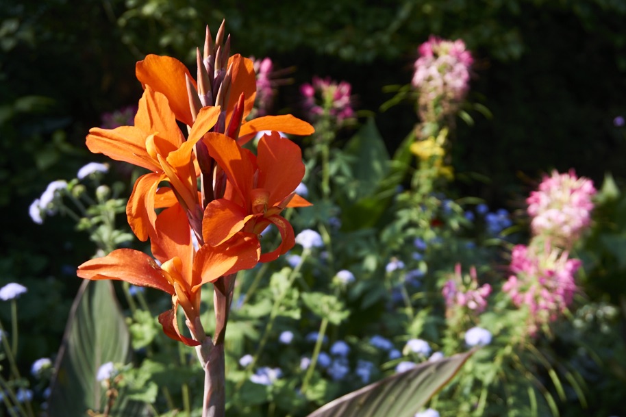 fuldaufer-kassel-insel-sieben-bergen-aue-staatspark-karlsaue-blumen-entdecken-pfau-lena-gehrmann-sebastian-tam-10