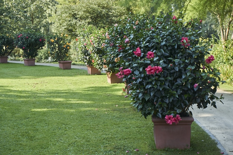 fuldaufer-kassel-insel-sieben-bergen-aue-staatspark-karlsaue-blumen-entdecken-pfau-lena-gehrmann-sebastian-tam-11