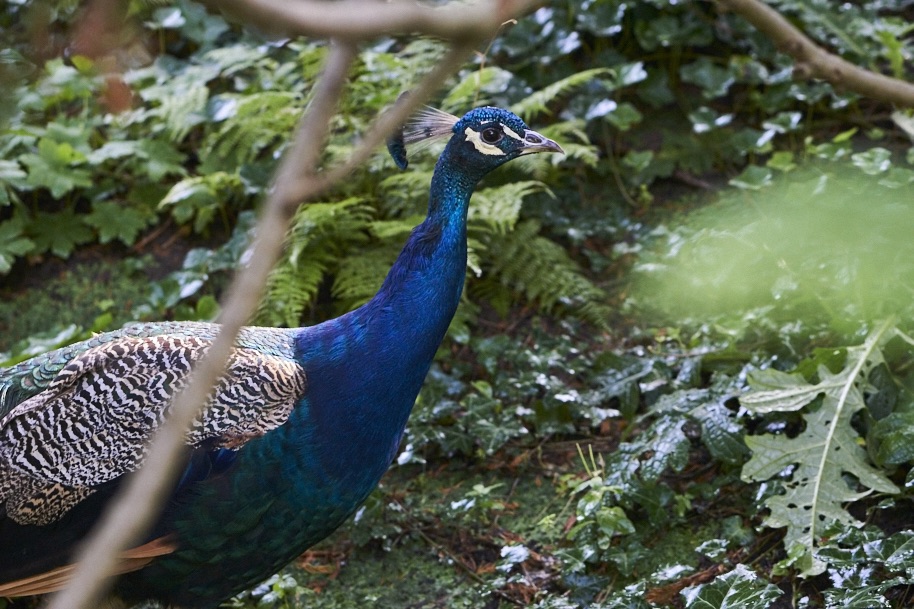 fuldaufer-kassel-insel-sieben-bergen-aue-staatspark-karlsaue-blumen-entdecken-pfau-lena-gehrmann-sebastian-tam-13