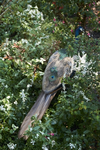 fuldaufer-kassel-insel-sieben-bergen-aue-staatspark-karlsaue-blumen-entdecken-pfau-lena-gehrmann-sebastian-tam-14