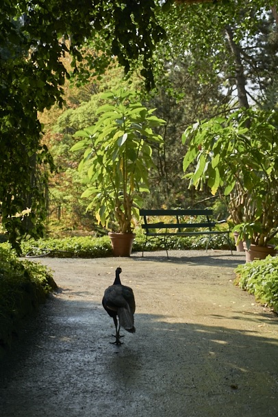 fuldaufer-kassel-insel-sieben-bergen-aue-staatspark-karlsaue-blumen-entdecken-pfau-lena-gehrmann-sebastian-tam-15
