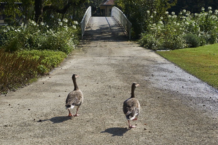 fuldaufer-kassel-insel-sieben-bergen-aue-staatspark-karlsaue-blumen-entdecken-pfau-lena-gehrmann-sebastian-tam-25