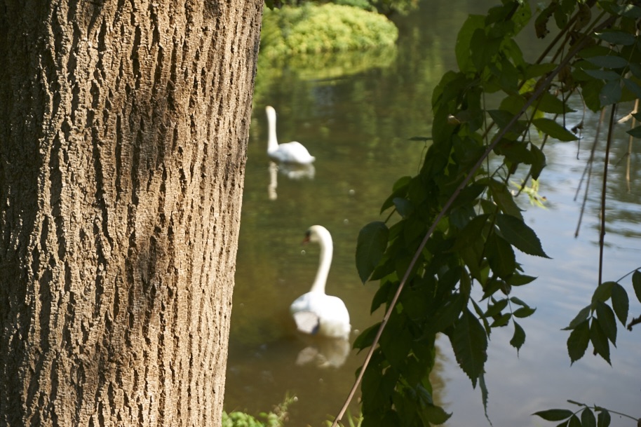 fuldaufer-kassel-insel-sieben-bergen-aue-staatspark-karlsaue-blumen-entdecken-pfau-lena-gehrmann-sebastian-tam-4