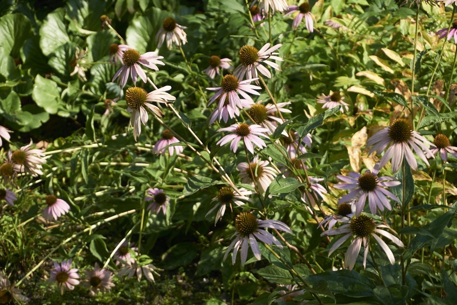 fuldaufer-kassel-insel-sieben-bergen-aue-staatspark-karlsaue-blumen-entdecken-pfau-lena-gehrmann-sebastian-tam-5