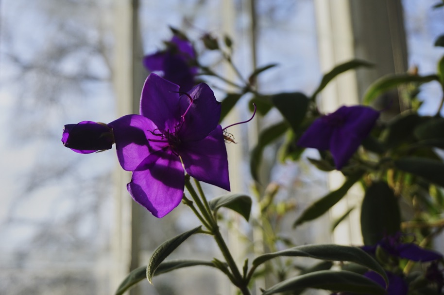 gewaechshaus-wilhelmshoehe-pflanzen-flora-bergpark-exotisch-ruhe-selten-voegel-winter-licht-fotografie-lena-gehrmann-sebastian-tam-15