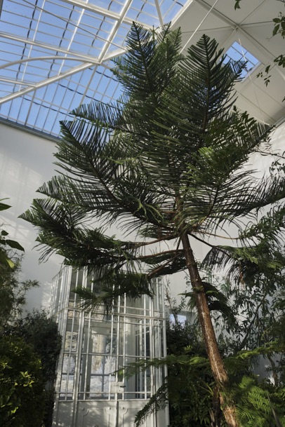 gewaechshaus-wilhelmshoehe-pflanzen-flora-bergpark-exotisch-ruhe-selten-voegel-winter-licht-fotografie-lena-gehrmann-sebastian-tam-17