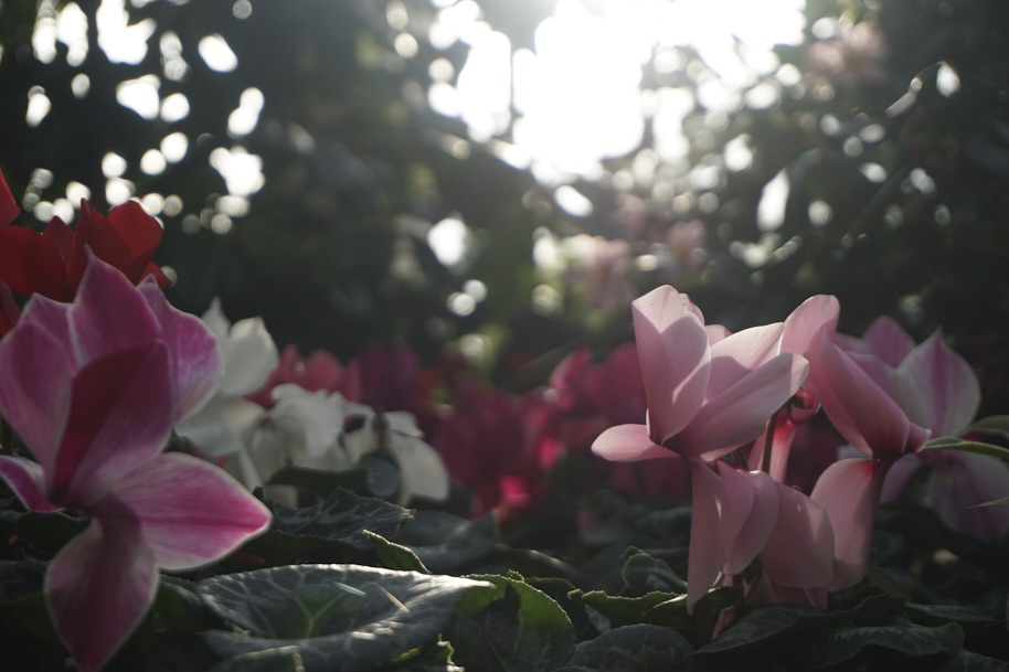 gewaechshaus-wilhelmshoehe-pflanzen-flora-bergpark-exotisch-ruhe-selten-voegel-winter-licht-fotografie-lena-gehrmann-sebastian-tam-2