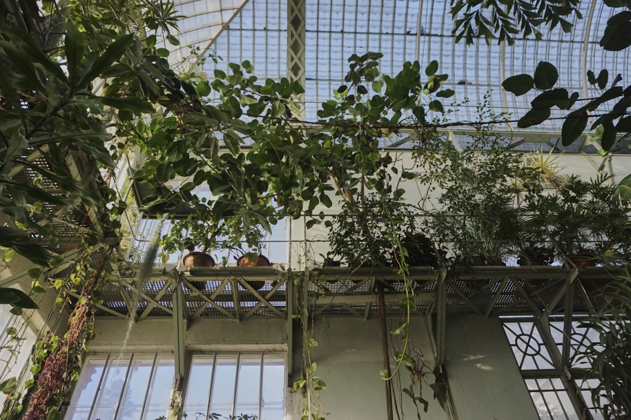 gewaechshaus-wilhelmshoehe-pflanzen-flora-bergpark-exotisch-ruhe-selten-voegel-winter-licht-fotografie-lena-gehrmann-sebastian-tam-8